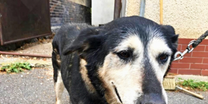 Právě teď: Pád do šachty měl pro dvanáctiletou fenku šťastný konec. Zachránili ji hasiči!