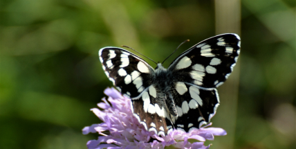 Hodnotu příbramského chráněného území Pichce udržují motokrosaři