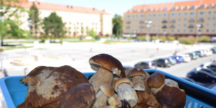 Foto dne: Už rostou! Začíná sezóna houbaření