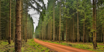 Brdští lesníci budou chránit lesy před kůrovcem společně