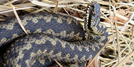 Jak se zachovat, když vás uštkne zmije