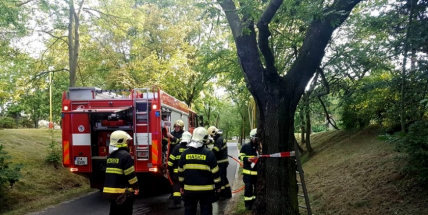 Zásah hasičů si nyní v podvečer vyžádal hořící strom v Příbrami