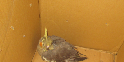 Postrádá někdo papouška?