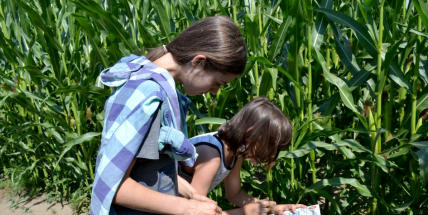 Kukuřice neroste, bludiště v Chrašticích prozatím není v provozu