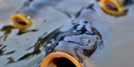 Teplem trpí ryby stejně jako lidé