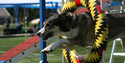 Víkend v Dobříši bude patřit mezinárodnímu šampionátu ve sportovní kynologii. Představí se také ostraha Letiště Václava Havla. Pro děti je připraveno zábavné odpoledne