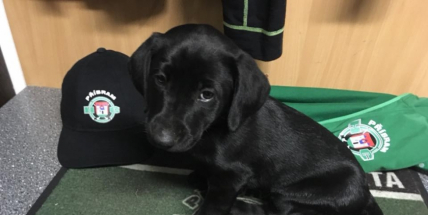 Kříženou fenku labradora našli v zavázaném pytli nedaleko Sedlce Prčice