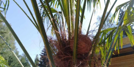 FOTO DNE: Nedávno se zasadily palmy a v nejbližších dnech se chystá první sklizeň kokosových ořechů