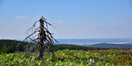 Z Kozičína na Tok a Jordán. Na kole do nejvyšších partií Brd