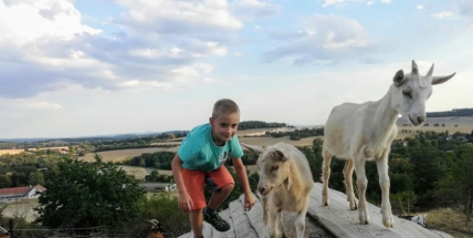 Na Pichcích o motýlí step pečují motorky, ve Vrančicích pomohou motýlům k přežití kozy