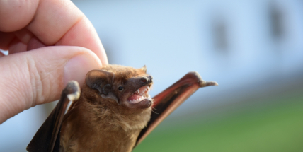Z bytu ve věžáku nad cukrárnou Rio si udělali netopýři noclehárnu