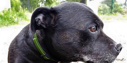 Ztratila se Babeta. Pomůžete nám ji najít?