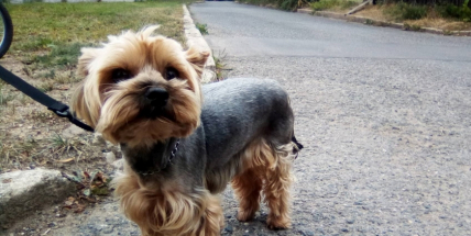 Našel se jorkšírek