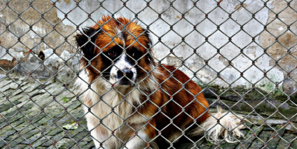 Psí útulek v Lazci zrekonstruuje firma Staler za 3,6 milionů