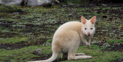 Zmizeli dva klokani z Podlesí