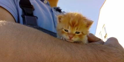 Houbaři našli v lese u Suchodolu šest koťat. Můžete jim poskytnout domov právě vy?