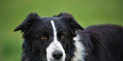 Hledá se Billy! Pomůžete nám?