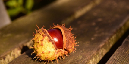 Babí léto bude v nadcházejícím týdnu pokračovat