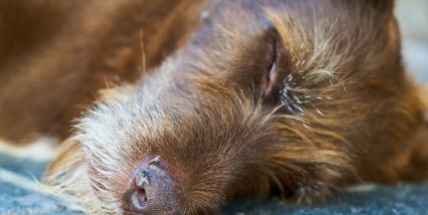 Travič se stal noční můrou pro majitele psů i koček