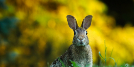 Pět středisek ekologické ochrany si rozdělí skoro 10 milionů, mezi nimi i Orlov nebo Hrachov
