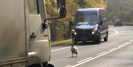 V Milínské se na vozovce objevila živá překážka