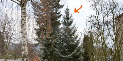 Jeden vánoční strom vyrostl v Lazci, druhý přímo v Příbrami