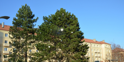 Borovice na náměstí 17. listopadu už je připravena