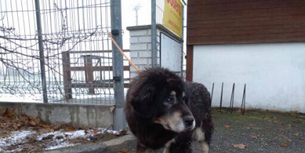 Hledá se majitel tibetské dogy