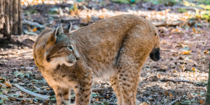 Fotopast zachytila v CHKO Brdy rysa, výskyt zde sledují dlouhodobě