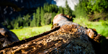 Příští týden proběhne přednáška na téma "Kůrovci v našich lesích"