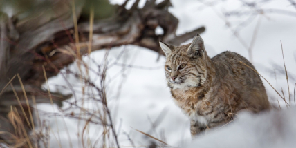 Rys zaznamenaný v Brdech přišel ze Šumavy, potvrdily snímky