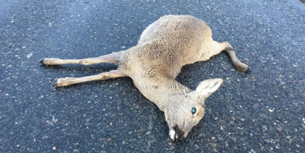 Aktuálně: Citroën srazil srnu, posádka vyvázla bez zranění