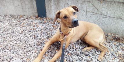 Majitelce se ztratila fenka ridgebacka. Neviděli jste ji?