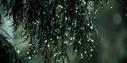 Potvrzeno! Vánoce budou na blátě a teploty budou značně nadprůměrné