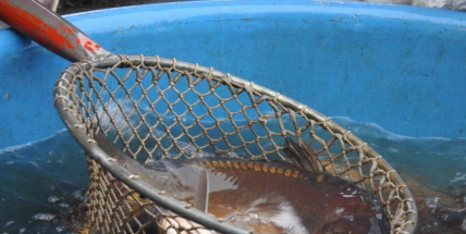 V kádích se už melou kapři. Na kolik nás letos vyjdou?