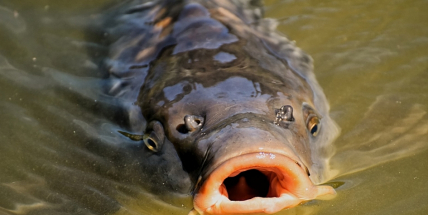 Koupíte kapra a následně jej pustíte zpět do vody? Tak to nedělejte!