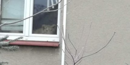 Namísto vánoční svíce, za oknem si lebedí lvice!