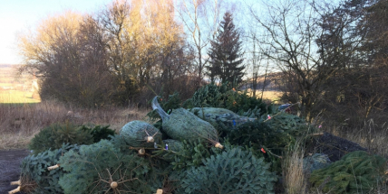 Nezakoupené vánoční stromky potkal drsný osud. Válí se v lese jako smetí!