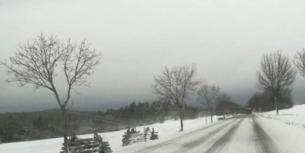 Zásněžky pro okrasu nebo vhodné topivo?