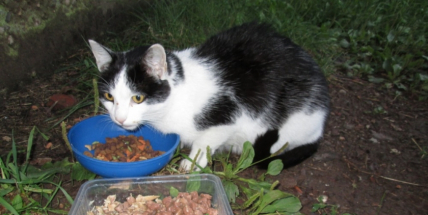 Obce nevědí co s kočkami. Těmi čtyřnohými