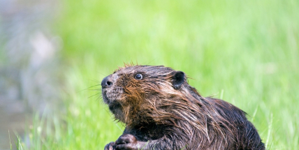 V CHKO Brdy byly zaznamenány první stopy po bobru evropském