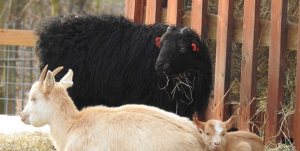 Zoopark u Nováku se rozrostl o dvě malá kůzlátka