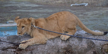 Muž v Novém Kníně, který si pořídil dva lvy, dostal od dobříšského městského úřadu pokutu