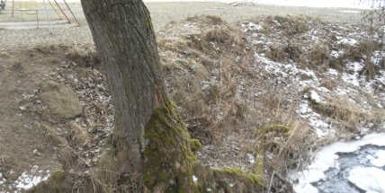Obnova břehového porostu v Lesoparku Litavka