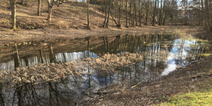 Příbram chce vyčistit Čekalíkovský rybník a zvelebit jeho okolí