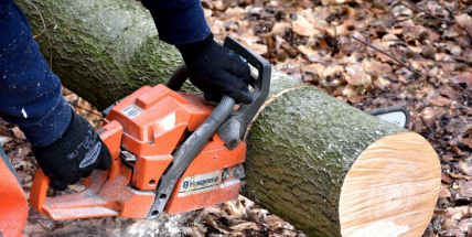 Další stromy určené k pokácení