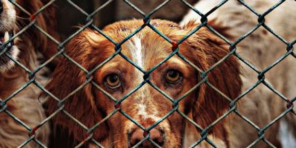 V lazeckém útulku čeká na adopci 11 psů