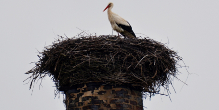 Na komíně v Rožmitále sedí čáp, jaro je tady