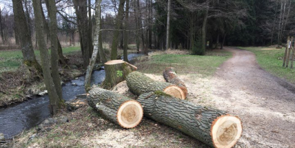 V lesoparku začalo kácení nebezpečných stromů