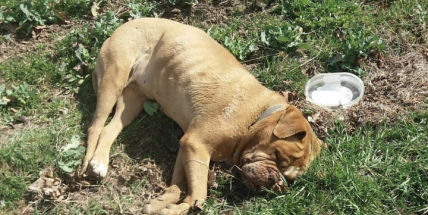 Nevšímavost, nezájem nebo náhoda?! Eby ležela v kritickém stavu na poli